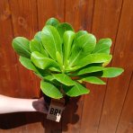 Havajská palma (Brighamia insignis) - výška 20-30 cm, kont. C1L